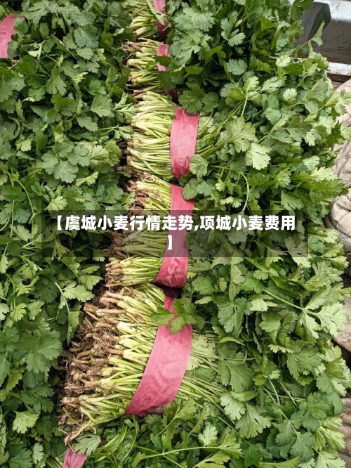 【虞城小麦行情走势,项城小麦费用】-第3张图片