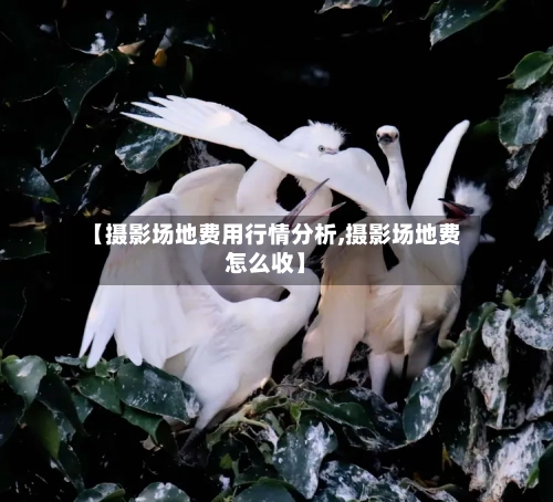 【摄影场地费用行情分析,摄影场地费怎么收】-第2张图片