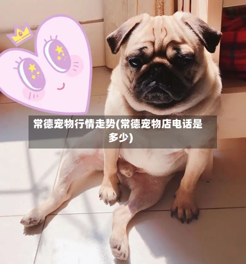常德宠物行情走势(常德宠物店电话是多少)-第2张图片