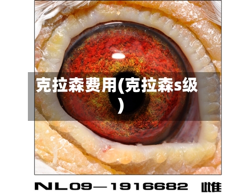 克拉森费用(克拉森s级)