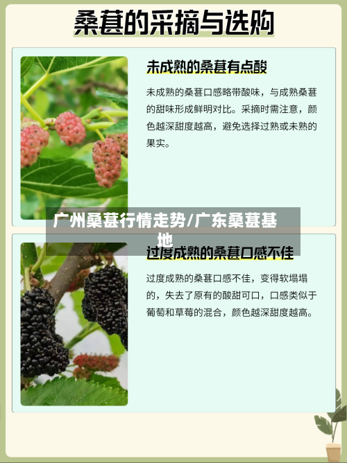 广州桑葚行情走势/广东桑葚基地-第2张图片
