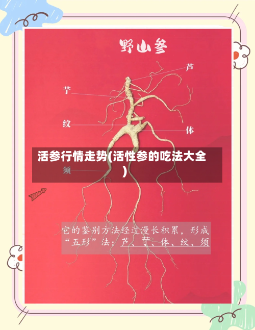 活参行情走势(活性参的吃法大全)-第2张图片