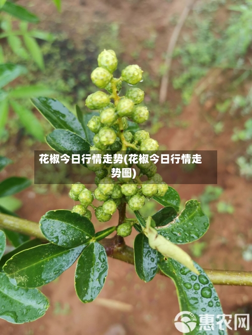花椒今日行情走势(花椒今日行情走势图)-第2张图片