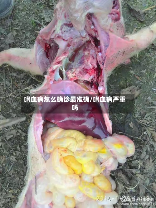 嗜血病怎么确诊最准确/嗜血病严重吗