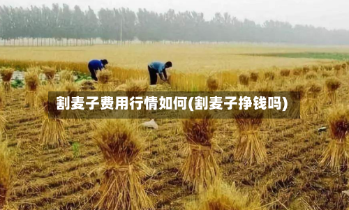 割麦子费用行情如何(割麦子挣钱吗)