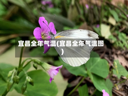 宜昌全年气温(宜昌全年气温图)-第3张图片