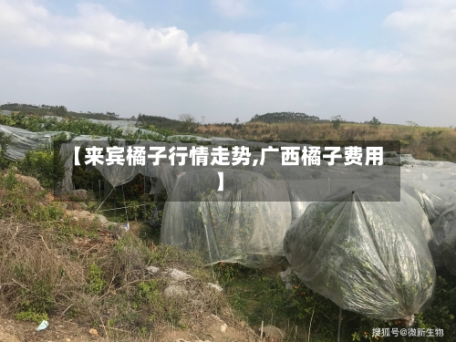 【来宾橘子行情走势,广西橘子费用】
