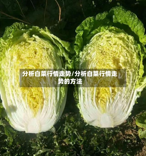 分析白菜行情走势/分析白菜行情走势的方法-第3张图片