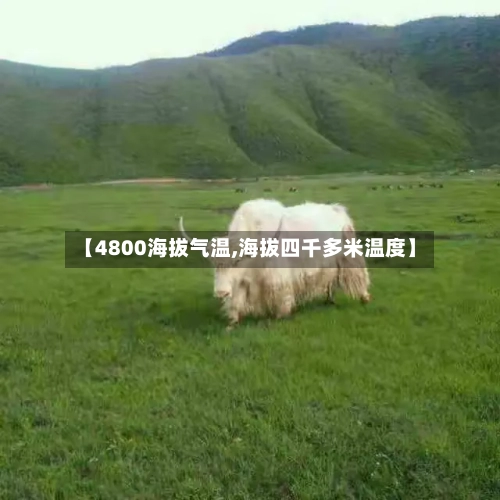【4800海拔气温,海拔四千多米温度】